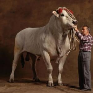 Най-големите бикове в света - описание, продуктивност, порода