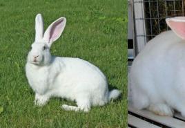 چند خرگوش زندگی می کنند نژاد خرگوش های مو کوتاه 4 حرف