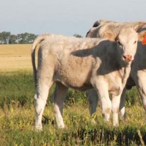 วัว Castrated: เหตุผลของการตัดอัณฑะคำอธิบายขั้นตอนวัตถุประสงค์และการใช้วัวในการเกษตร