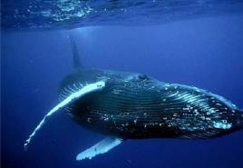 ปลาวาฬพูดคุยกันเช่นเดียวกับมนุษย์ เสียงที่ปลาวาฬสร้างขึ้น