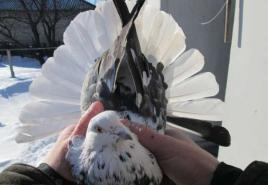 นกพิราบที่มีชื่อเสียงของสายพันธุ์ Nikolaev สิ้นสุดนกพิราบ