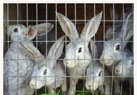 Instrukcja hodowli królików w domu dla początkujących