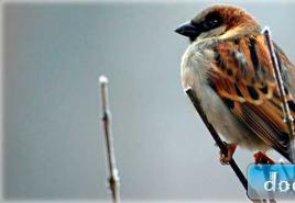 “นกกระจอกแสนรู้” เป็นนิทานสำหรับเด็กที่น่าสนใจ บทเพลงกล่อมเด็ก เกี่ยวกับนกกระจอก