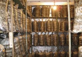 Jednostavna tehnologija za uzgoj bukovače kod kuće i na selu Kako pravilno uzgajati gljive u vrećama?