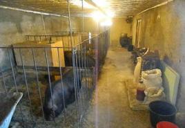Hodowla świń na prywatnym podwórku