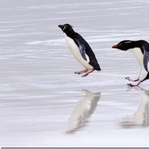 Пингвини от надразред (Impennes) (Н