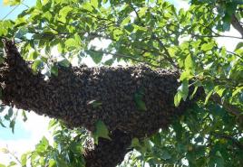 Пчелин през юни -юли - време за рояк