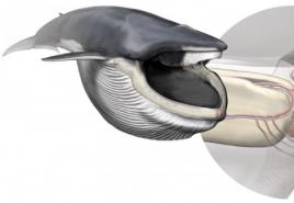 วาฬสื่อสารกันอย่างไร เสียงในบ้านคล้ายปลาวาฬ