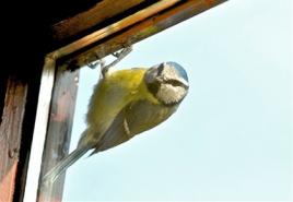 چرا پرنده با توجه به علائم عامیانه به پنجره می زند علائم زمانی که پرنده به پنجره می زند